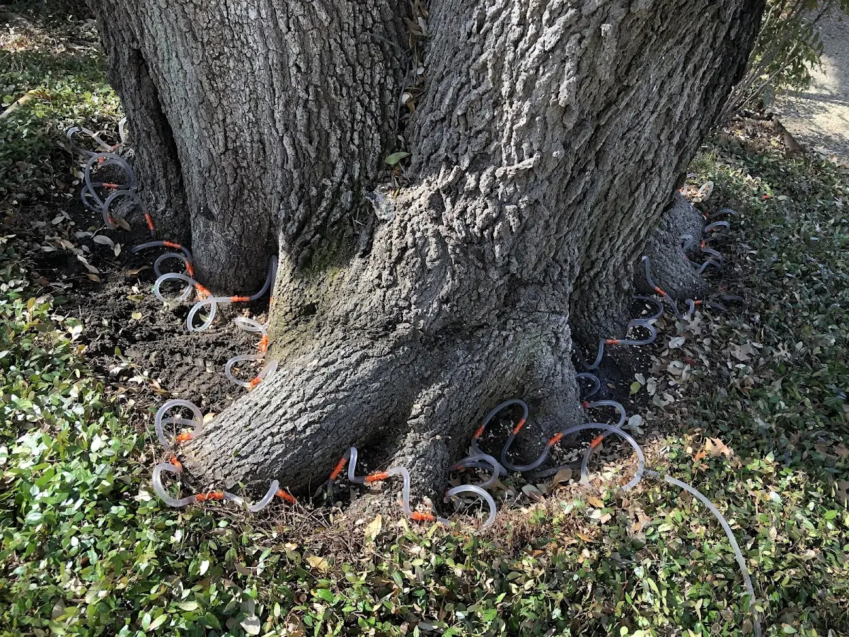 Detailed Tree Cabling and Bracing job site in Orangeburg