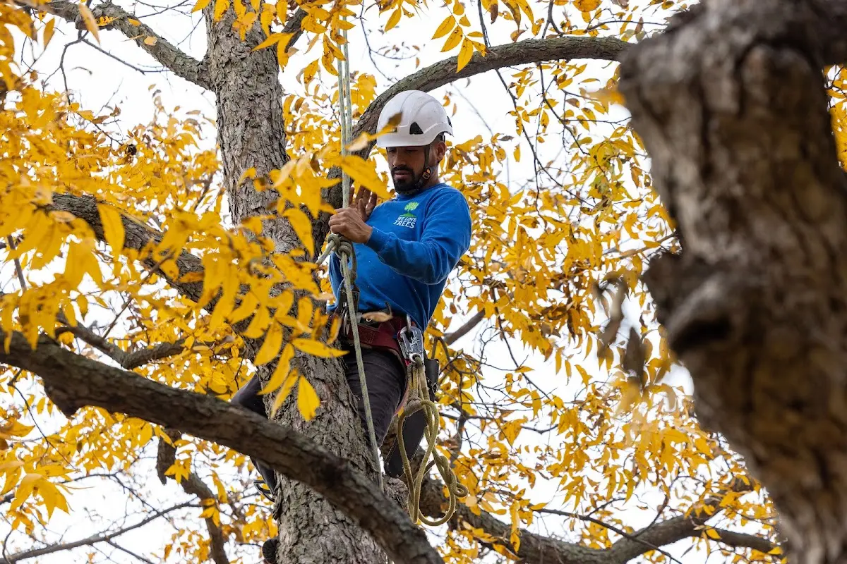 Skilled Tree Trimming crew working in Orangeburg